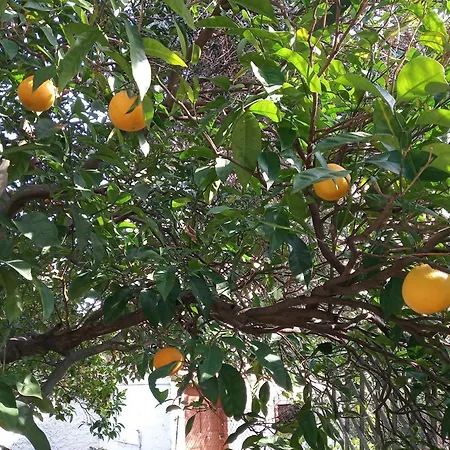 Апартаменты Grapevine