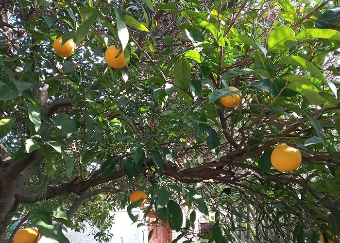 Апартаменты Grapevine